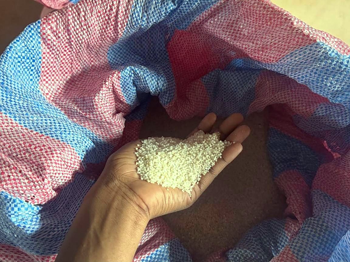 Poignée de grains de riz blanc